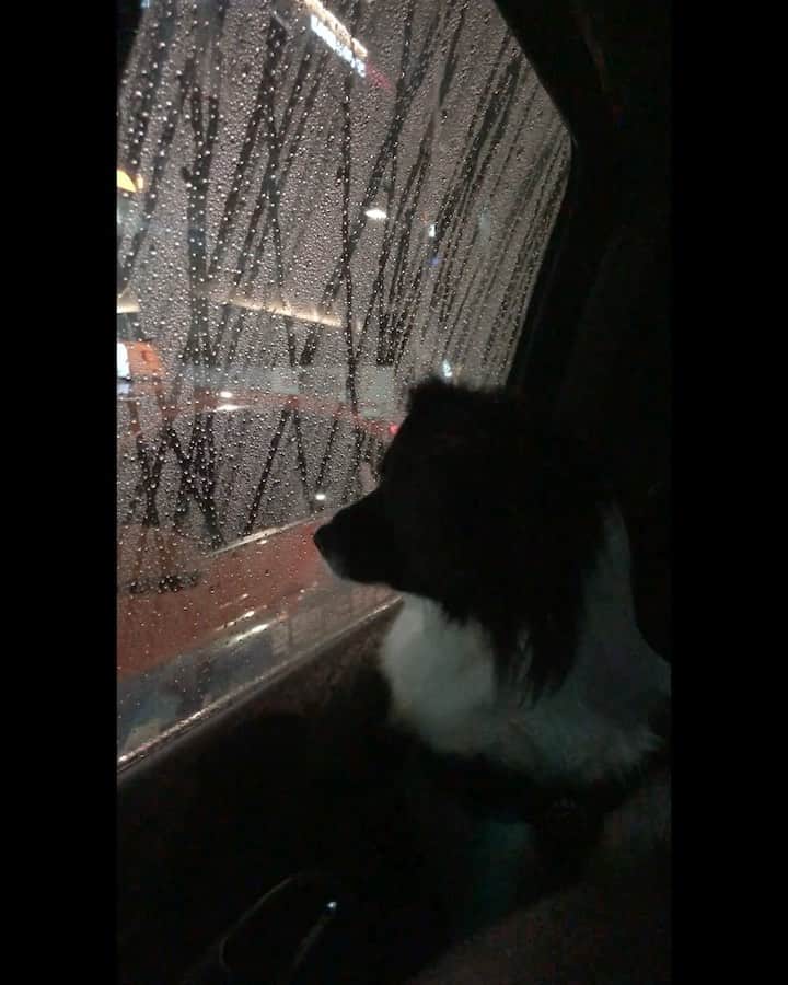ステファニー・ミチョヴァのインスタグラム：「Our dog just broke up with her boyfriend ... 꼬미가 남자친구와 헤어졌나 봐요 💔」