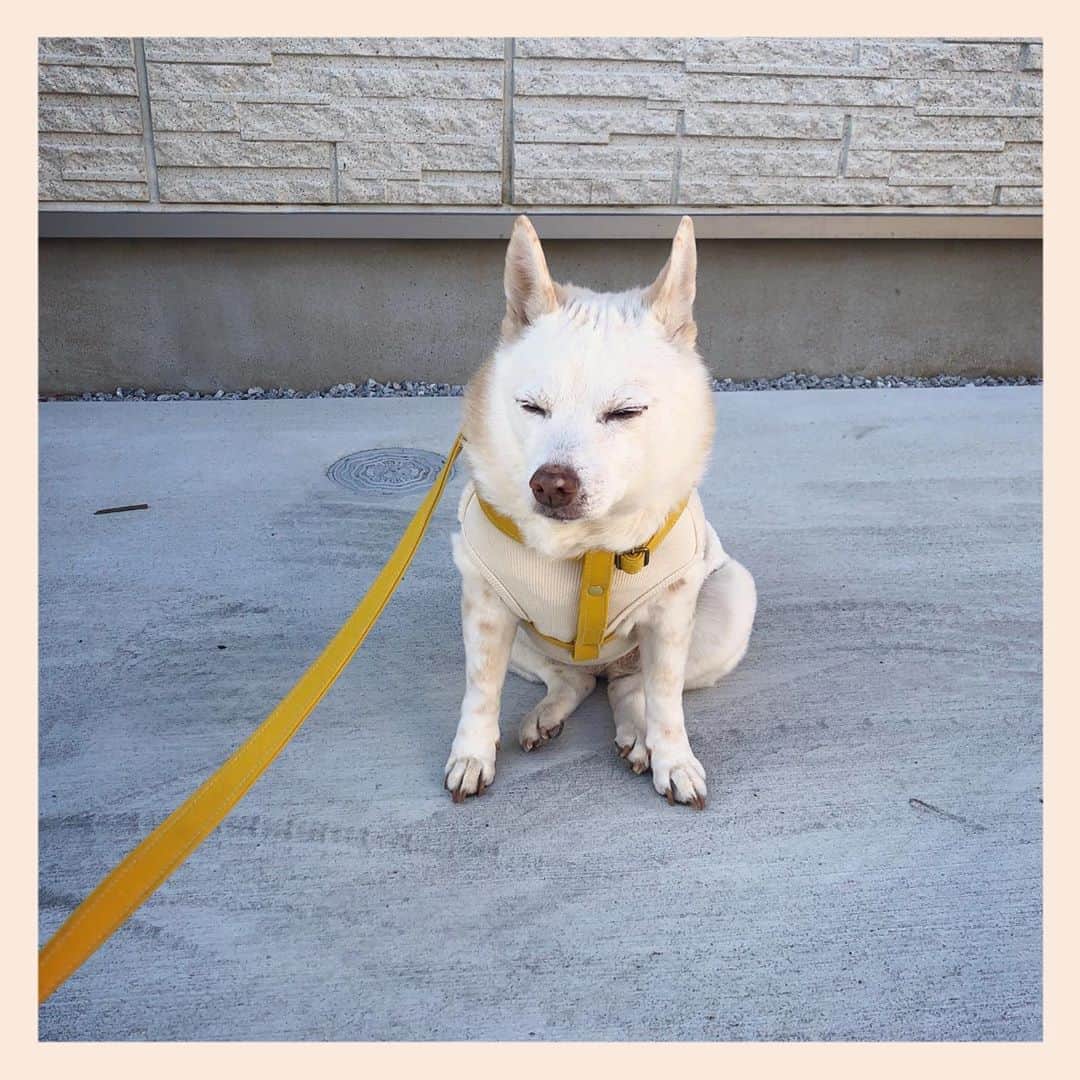パンといっぴきのインスタグラム：「#元保護犬 #雑種犬 #crossbreed #mixdog」
