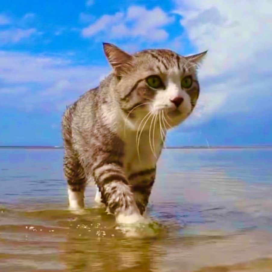 Nyankichi Noranekoさんのインスタグラム写真 - (Nyankichi NoranekoInstagram)「暖かくなったら海🏖のパトロールにGoにゃり😸  #猫 #고양이 #แมว #貓 #кошка #qata #chat #ニャンスタグラム #にゃんすたぐらむ #gato #喵星人 #ねこ部 #旅猫 #動物 #ねこのきもち #ニャン吉 #kawaii #保護猫 #イケニャン #japan #猫写真 #ねこ #mèo #kucing #ネコ #旅貓 #海」2月29日 13時44分 - noraneko_nyankichi