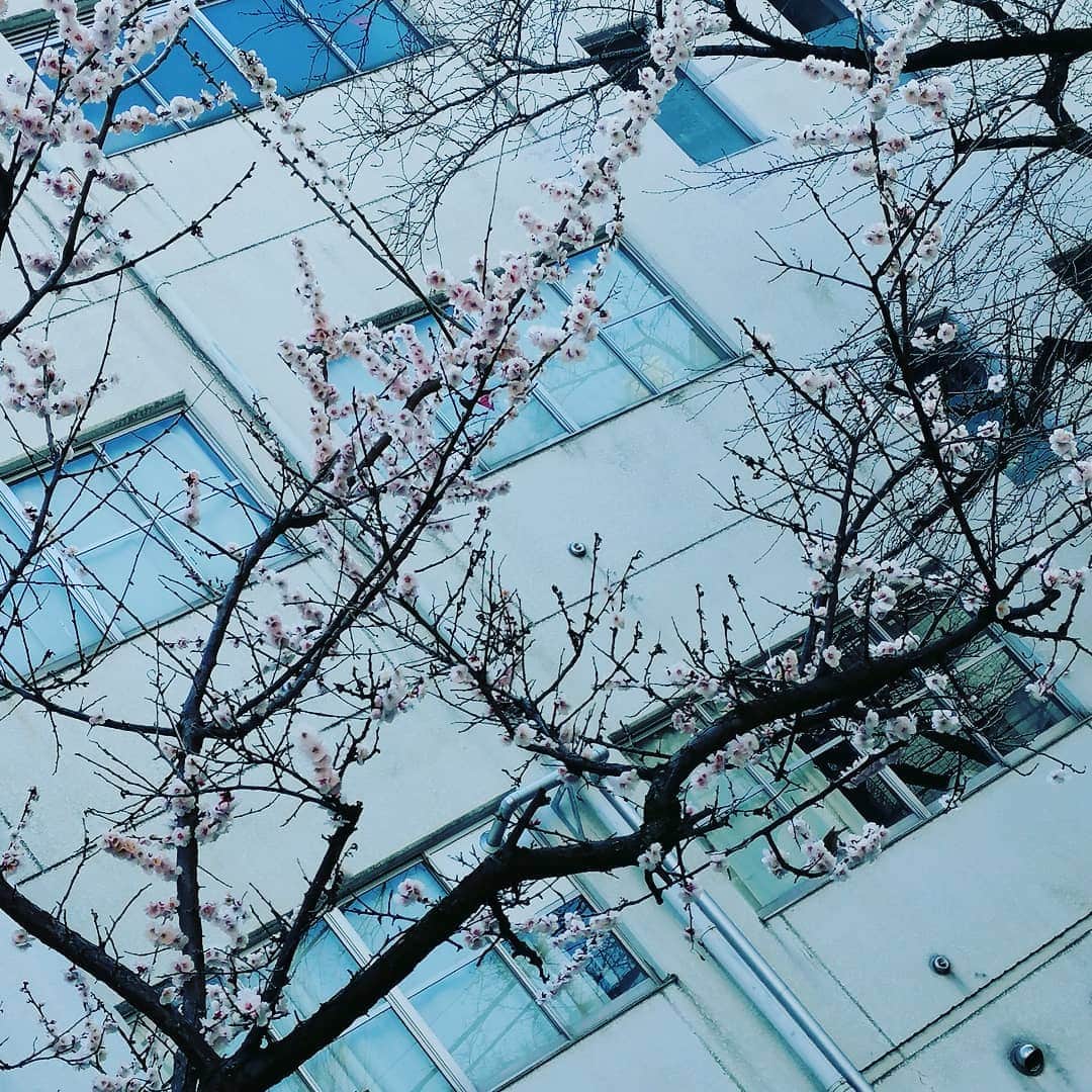 翠千賀さんのインスタグラム写真 - (翠千賀Instagram)「ほら。東京、湯島にも春が来た。　 次に湯島に来るときは新入生に会えるとき。 今季、教えた学生達との一年、早かったなぁ。 頑張ってね！」2月29日 14時39分 - chika.midori