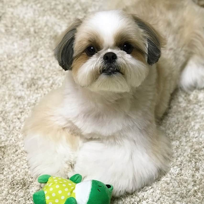 りんくさんのインスタグラム写真 - (りんくInstagram)「Hi friends! 😃🐶🐸 * * * * * 雨でお散歩行けないけろ😞🐶☔️ カエルさんと遊ぶでつ〜🐸💕」2月29日 14時58分 - link.jpn