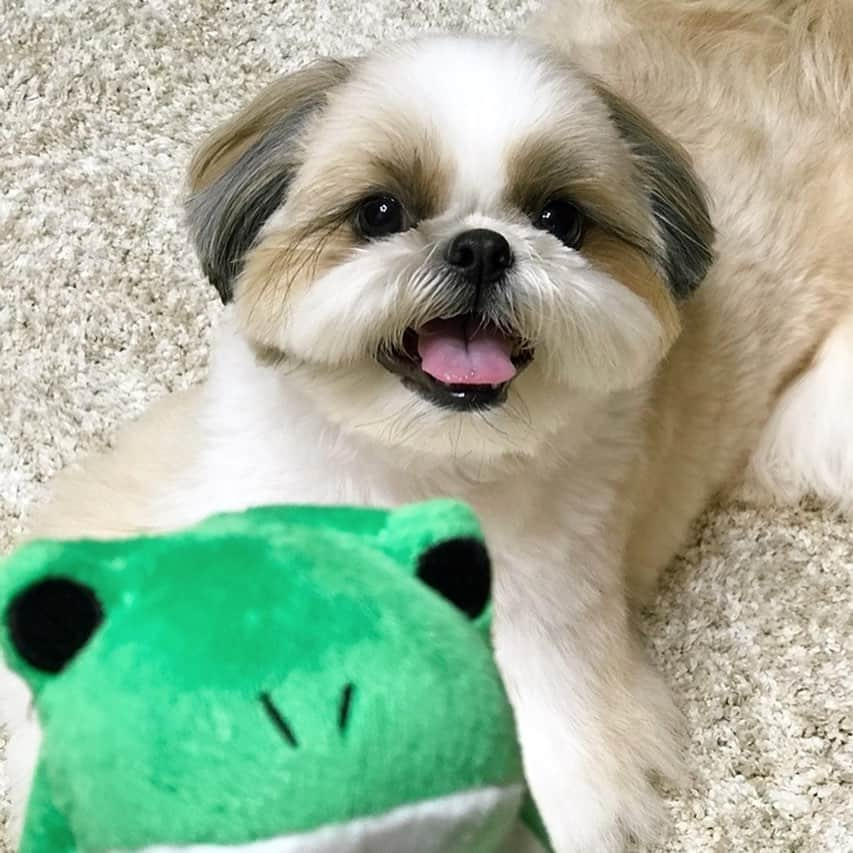 りんくさんのインスタグラム写真 - (りんくInstagram)「Hi friends! 😃🐶🐸 * * * * * 雨でお散歩行けないけろ😞🐶☔️ カエルさんと遊ぶでつ〜🐸💕」2月29日 14時58分 - link.jpn