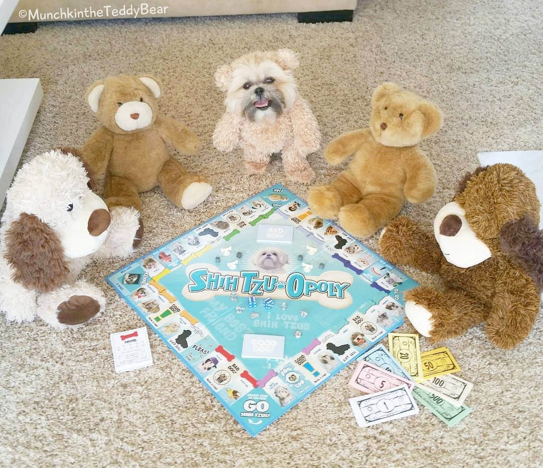 Original Teddy Bear Dogさんのインスタグラム写真 - (Original Teddy Bear DogInstagram)「I won this game I shihtzu not 😬🐶🐻 #fbf」2月29日 6時34分 - munchkintheteddybear