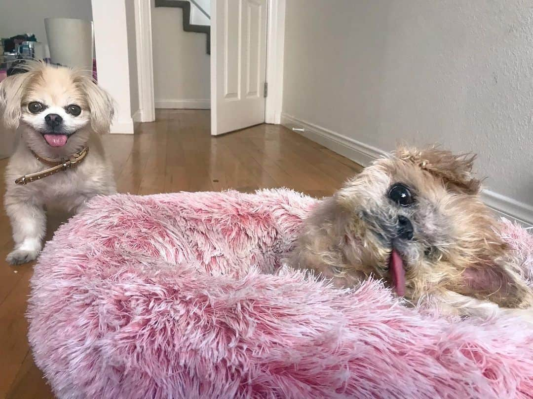 Marnie The Dogさんのインスタグラム写真 - (Marnie The DogInstagram)「Roomies」2月29日 7時02分 - marniethedog