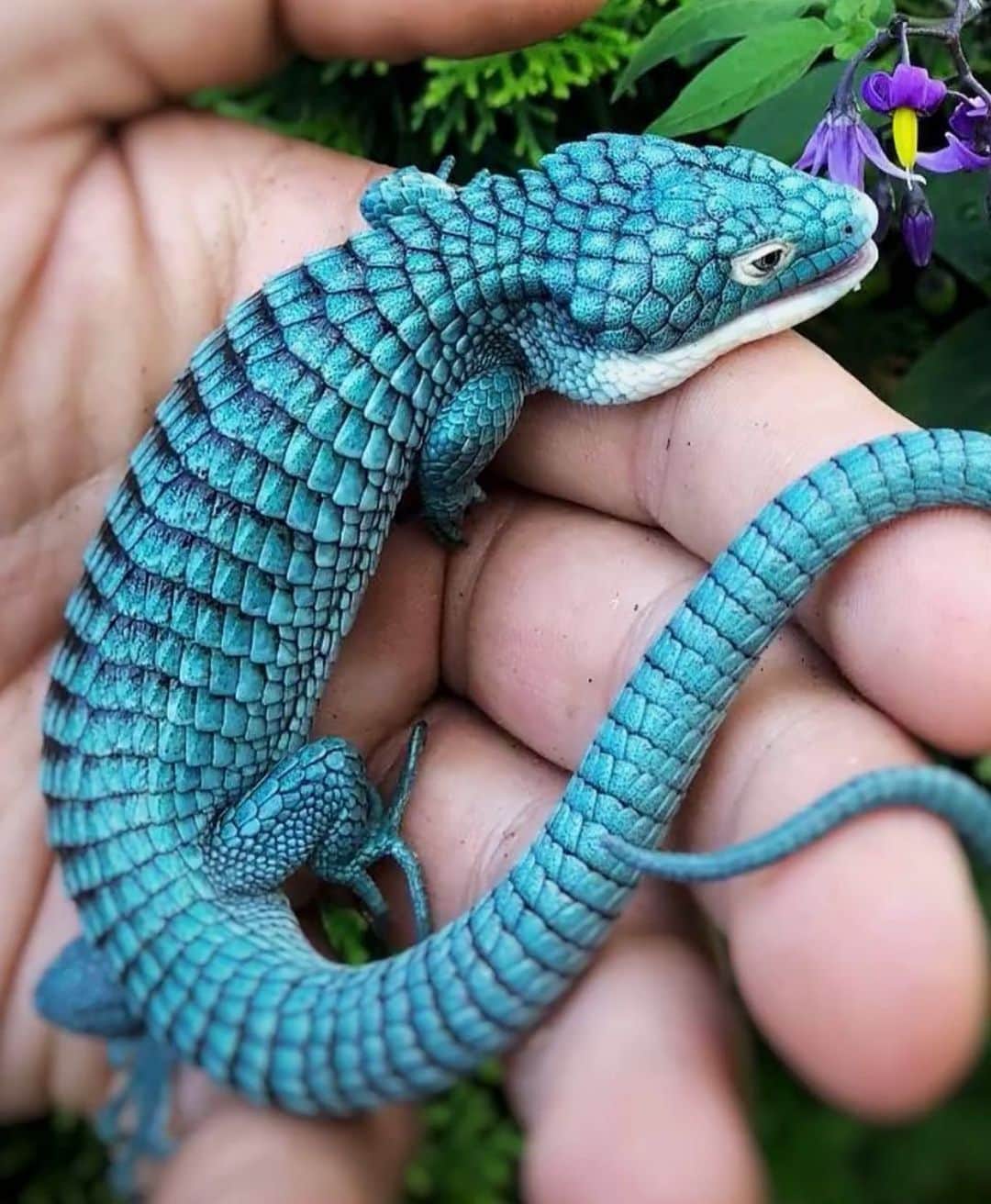 WildLifeのインスタグラム：「What do you think of this beautiful Abronia? . These lizards, commonly know as Arboreal Alligator Lizards, or Mexican Alligator Lizards, are a fascinating lizard species that inhabit high elevation forrests in Mexico, Guatemala and other regions in Central America. . They are excellent climbers and spend most their time in trees. . 📷 @desireeam1」