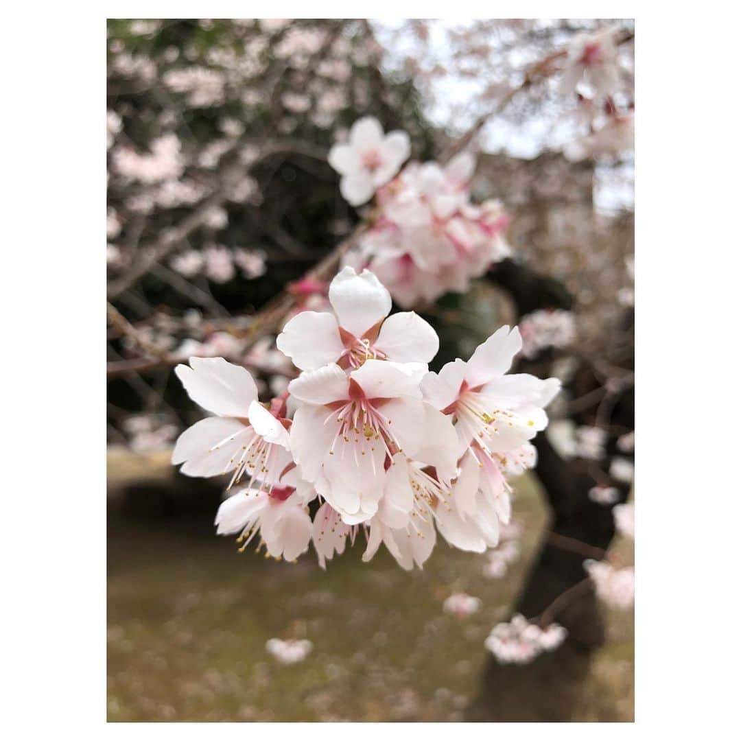 理絵さんのインスタグラム写真 - (理絵Instagram)「曇った朝でも桜はキレイ🌸  #桜 #sakura #벚꽃 #ciliegio #flowers #flower #fiore #꽃 #花 #tokyo #japan」2月29日 7時35分 - ____rie____