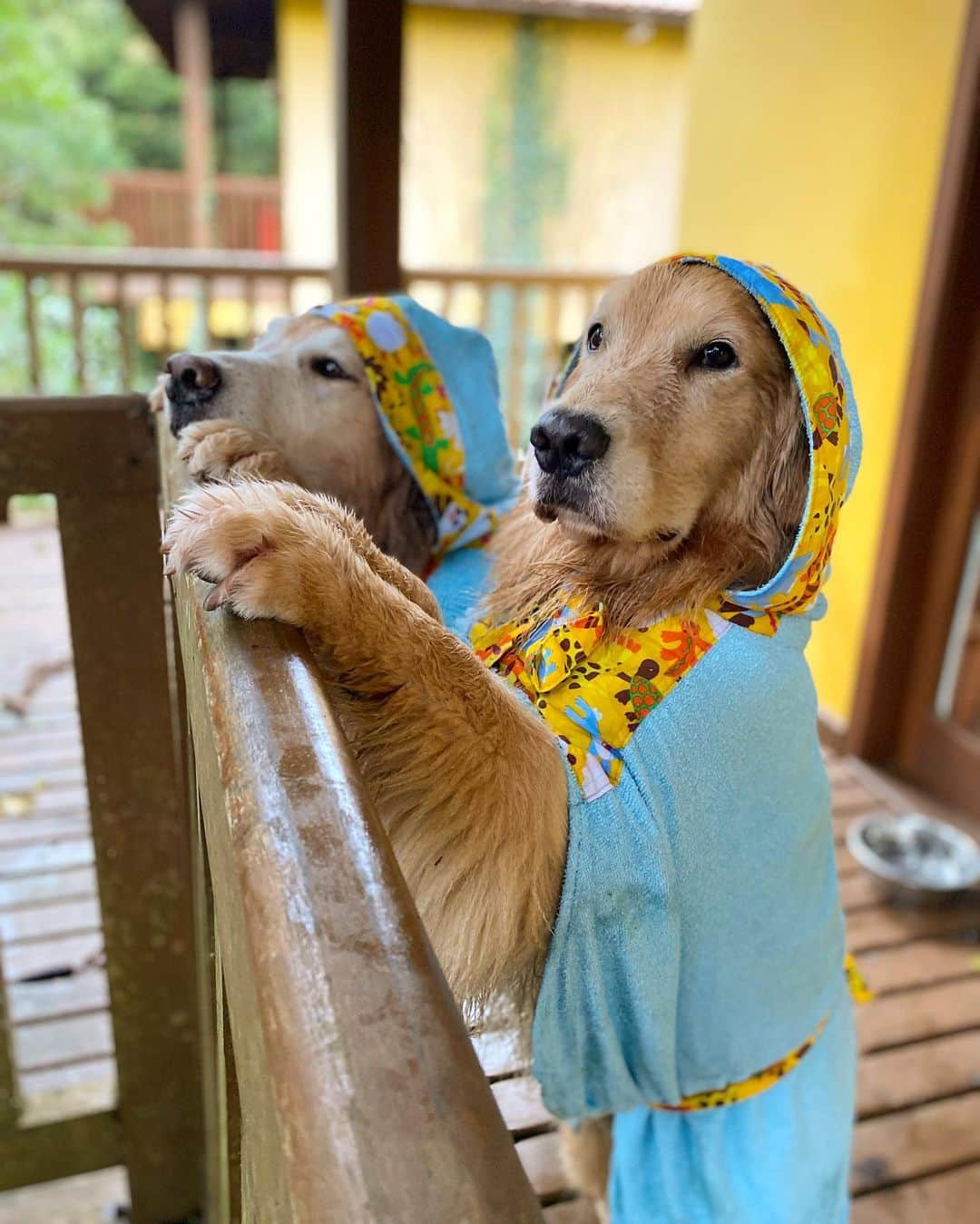 Bobさんのインスタグラム写真 - (BobInstagram)「Seguimos plenos nessa ressaca de carnaval  aqui no @suryapanhotel , se liga nos stories e não perca essa ressaca com vários aumigos aqui 🐾 . . . #pets #photooftheday #petsofinstagram #instagrammers #instagram #instadaily #vejasp #goldenretriever #goldenretrievers #goldenretrieversofinstagram #dogs #dogstyle #dogoftheday #dogsofinstagram #saopaulo #gudfriends #camposdojordao #camposdojordão #camposdojordao2020 #petfriendly #petfriendlysp #petfriendlybybm #hotelaria #turismo #hotelpetfriendly #carnaval #ressacacarnaval #saopaulo #sp #brasil」2月29日 7時45分 - bob_marley_goldenretriever