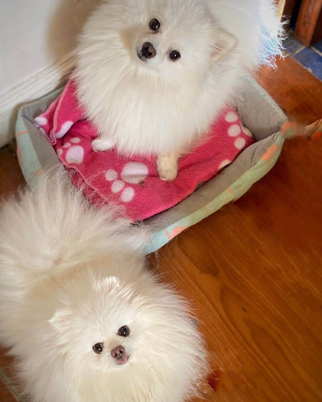 JEWELのインスタグラム：「A typical Saturday morning for us I sit on the bed and pancake kicks me out of the bed and what is mom’s reaction?she takes a photo and laughs 😡 #weeklyfluff #fluffy #dogsofinstagram #puppiesofinstagram #dogoftheday」