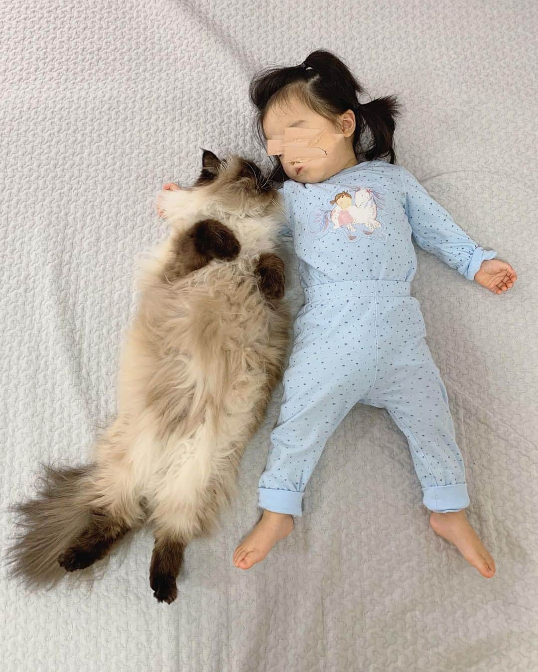 plumeさんのインスタグラム写真 - (plumeInstagram)「同じ寝方👧🏼👧🏻💤💤 . . ベビもう9kgぐらいあるの🤭 プリュムは3.2kg❕それにしても、ぷん小さいな👶🏼 もう3倍以上なんだなぁ…と思うと驚き😳💭 . . . . .  #プリュムのいる生活 #猫のいる暮らし  #ヒマラヤン  #赤ちゃんと猫  #もふもふ#ヒマラニャンズ  #猫  #ねこ  #ペコねこ部#寝相アート #naptime#babys#sisters#meow#meowed#cutecat#lovelovelove  #fluffycat #癒し#🐈 #고양이  #ilovecats  #himalayancat  #catsofinstagram #catloversclub  #bestmeow10k #bestcats_oftheworld  #weeklyfluff  #bestanimal #cutepetclub」2月29日 9時30分 - plumestagram