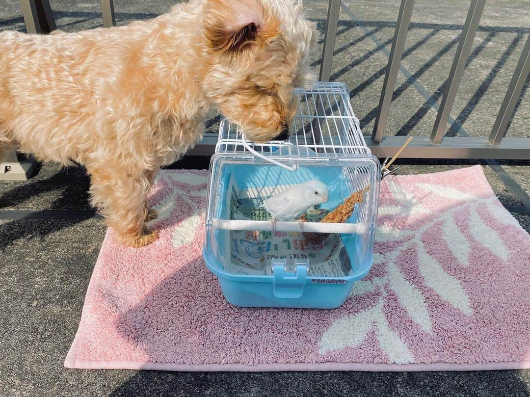 TONEAYUさんのインスタグラム写真 - (TONEAYUInstagram)「日向ぼっこ🐦🐶🍥☀️✨﻿ ﻿ ポキちゃんは、ハーネスもうさんぽも嫌いみたいだからやめておきましたw﻿ ﻿ ﻿ ❥❥❥❥❥❥❥❥❥❥❥❥❥❥❥❥❥❥❥❥﻿ ﻿ 無料動画アプリ・WATCHYにて﻿ 【テポ or ポキ or ぷー吉】 で検索すると﻿動画でます💕﻿ ﻿ ❥❥❥❥❥❥❥❥❥❥❥❥❥❥❥❥❥❥❥❥﻿ ﻿ ﻿ #マメルリハ﻿ #テポちゃん﻿ #おしゃべりインコ﻿ #インコ﻿ #ぷー吉﻿ #いぬすたぐらむ﻿ #dog #犬﻿ #bird #鳥﻿ #WATCHY」2月29日 15時20分 - toneayu