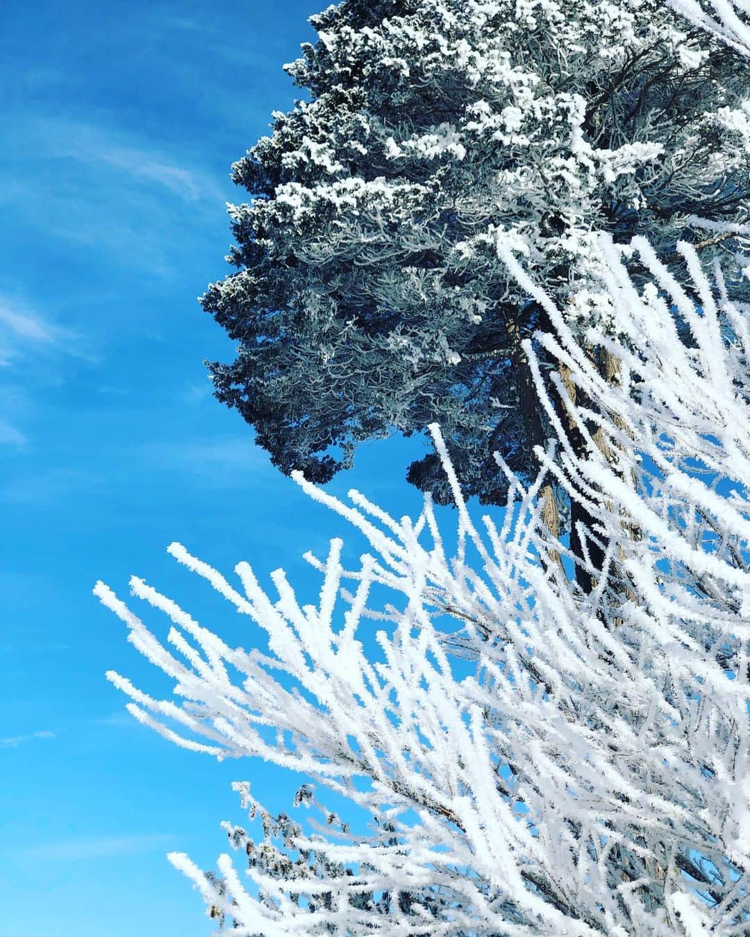 バービーさんのインスタグラム写真 - (バービーInstagram)「つい先日、実家の庭にできた樹氷。当たり前の景色すぎて、これに樹氷という名前があることも、こんなに美しいことも知らなかった！  北海道のみなさんー！！ せっかくだからゆっくり休んで、この週末乗り切りましょうね✨  #雪は天然のレフ板  #樹氷をバックに写真撮ったら厳かなオーラ出てまるで美和さん #それは言い過ぎ  #北海道」2月29日 10時27分 - fallin.love.barbie