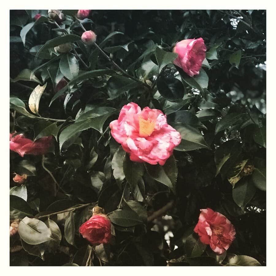 大西礼芳さんのインスタグラム写真 - (大西礼芳Instagram)「わたしの遊び場だった 茶工場跡。 機械は消えて、音もなく。 静寂。 今まで本当にありがとう。」2月29日 10時43分 - onishi.ayaka