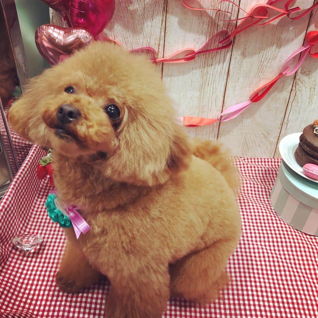 ももちゃん & まろんたんのインスタグラム