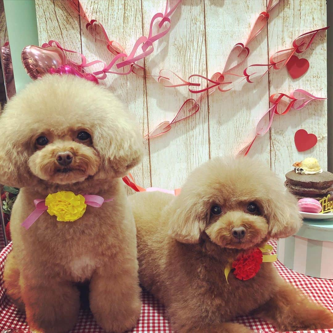 ももちゃん & まろんたんさんのインスタグラム写真 - (ももちゃん & まろんたんInstagram)「ももがフセして、まろんがおすわりってお得意のポーズ😚💓 ・ ・ #dog #dogs #dogstagram #poodle #poodles #poodlelove #poodleclub #toypoodle #toypoodles #toypoodlelove #toypoodleclub #east_dog_japan #all_dog_japan #ig_poodle #poodlesofficial #ふわふわ #ふわもこ部 #トイプードル #トイプードル部 #トイプードル大好き #トイプードル多頭飼い #まろんたん #ティーカッププードル #わんこなしでは生きていけません会 #pecoいぬ部 #joker六本木ヒルズ店 #トリミング #ももちゃん #toypoodleofficial #犬のいる暮らし」2月29日 10時53分 - momoronma