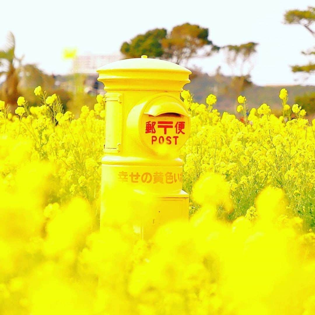 AirAsia (公式) さんのインスタグラム写真 - (AirAsia (公式) Instagram)「✈︎ ☆愛知県田原市『渥美半島菜の花まつり』  渥美半島に春を告げる『渥美半島菜の花まつり』が、2020年1月11日(土)～3月31日(火)の期間限定で開催されています。 期間中は、渥美半島のいたるところに黄色い菜の花畑が💛 中でも、メイン会場となる「伊良湖菜の花ガーデン」は圧巻です！一面の菜の花畑とそこで開催される《見て・食べて・遊んで楽しい》イベントの数々。満開の菜の花畑にお出掛けください✨  そしてそして、菜の花畑の中には素敵な"幸せの黄色いポスト"があるようですよ。インスタ映えは間違いなし📷ぜひ見つけてみてくださいね💛  #エアアジア #旅行 #travel #旅行好きな人と繋がりたい #写真 #写真好きな人と繋がりたい #タビジェニ #旅スタグラム #菜の花 #菜の花畑 #花 #はなまっぷ #華マップ #菜の花まつり #渥美菜の花まつり #黄色いポスト #幸せの黄色いポスト #愛知県 #渥美半島 #渥美 #田原市 #伊良湖 #伊良湖菜の花ガーデン  名古屋⇔札幌・仙台・台北便 毎日運航中! ✈︎✈︎✈︎✈︎✈︎✈︎✈︎✈︎✈︎✈︎✈︎✈︎✈︎✈︎✈︎ (Photo by @fortunelook  さん)」2月29日 12時01分 - airasia_jpn