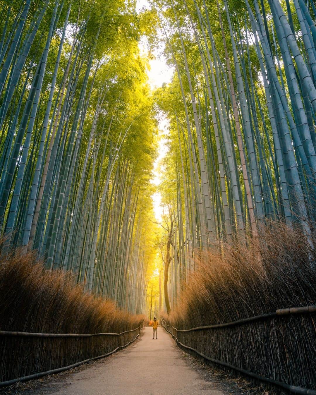 Nikon Australiaさんのインスタグラム写真 - (Nikon AustraliaInstagram)「“This is a natural Bamboo forest situated in Arashiyama, Kyoto, Japan. Standing amongst these tall bamboo trees by myself early in the morning as the sun shined through was a pretty cool experience. Even if it was only for a brief time before the mid morning pack of tourists flocked to this location.” - @luxlusive⁣ ⁣ Camera: Nikon Z 7 ⁣ Lens: NIKKOR Z 24-70mm f/2.8 S⁣ Settings: 24mm | f/4 | 1/4s | ISO 200⁣ ⁣ #Nikon #NikonAustralia #MyNikonLife #LandscapePhotography #z7」2月29日 12時01分 - nikonaustralia
