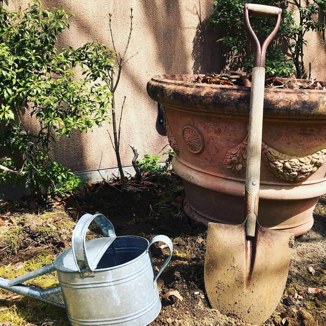 岡田美里さんのインスタグラム写真 - (岡田美里Instagram)「白いライラックのマダムレモイネを植えました。芽の位置が高いから壁側でも大丈夫かな。やっぱり植木鉢をずらそうかな。 6月には開花するの？ 今年はしないの？ わかりましぇん。  そして枯れ葉を掃除して地面のクローバー🍀に陽の目を見せてあげました。 植木鉢の中にはオーガニックハーブの苗を注文しました。 いつか誰かのハーブティのために #ひとりでできるもん  #オーガニック  #ハーブ#オーガニック生活#標高1000m#ライラック#寒冷地  #フィバーフュー  #ジャーマンカモミール  #ローマンカモミール #サラダバーネット  #クレベランドセイジ #ホワイトセイジ #フレンチタイム #チコリ #ディル #春じたく」2月29日 12時29分 - millieokada