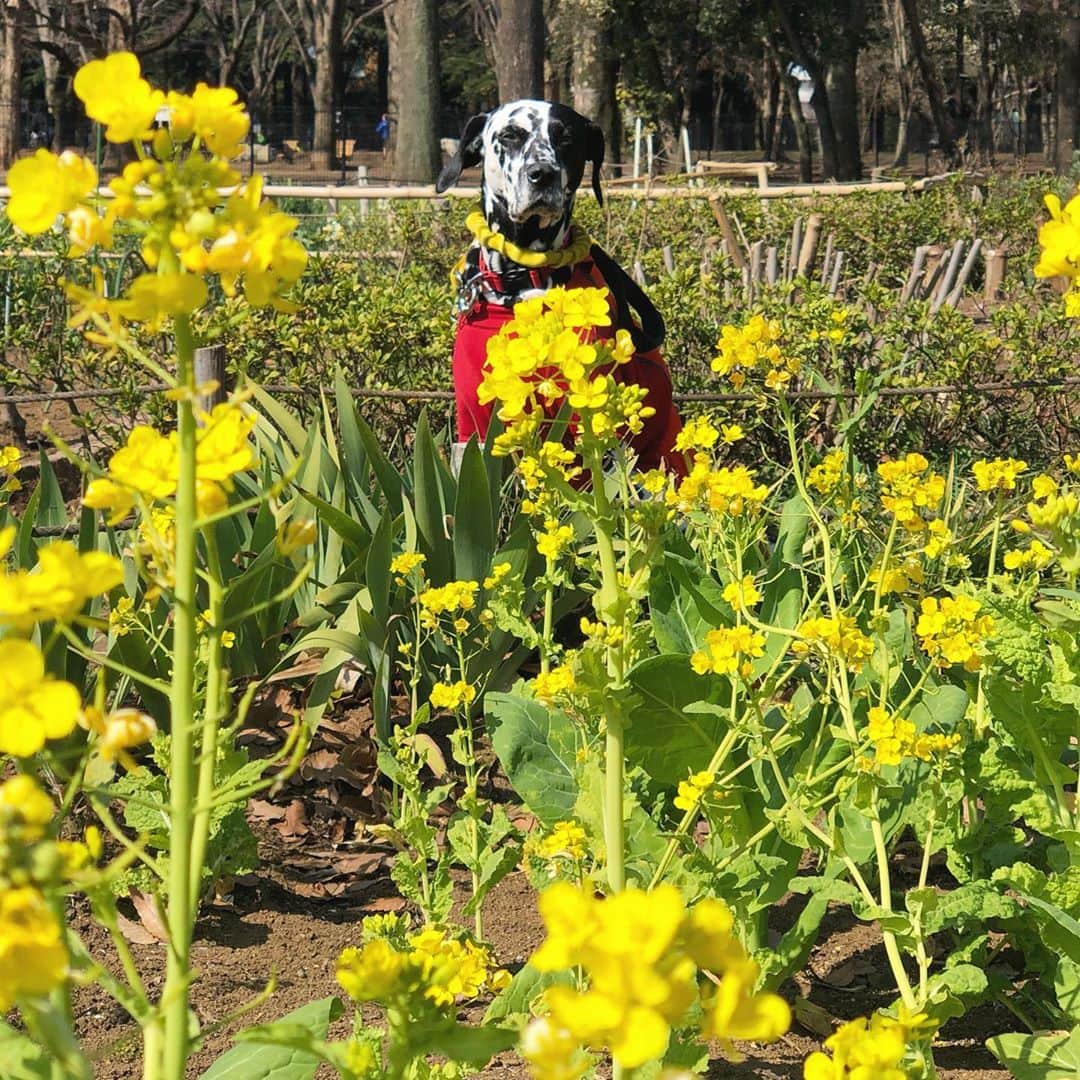 YOPPYのグルメインスタ