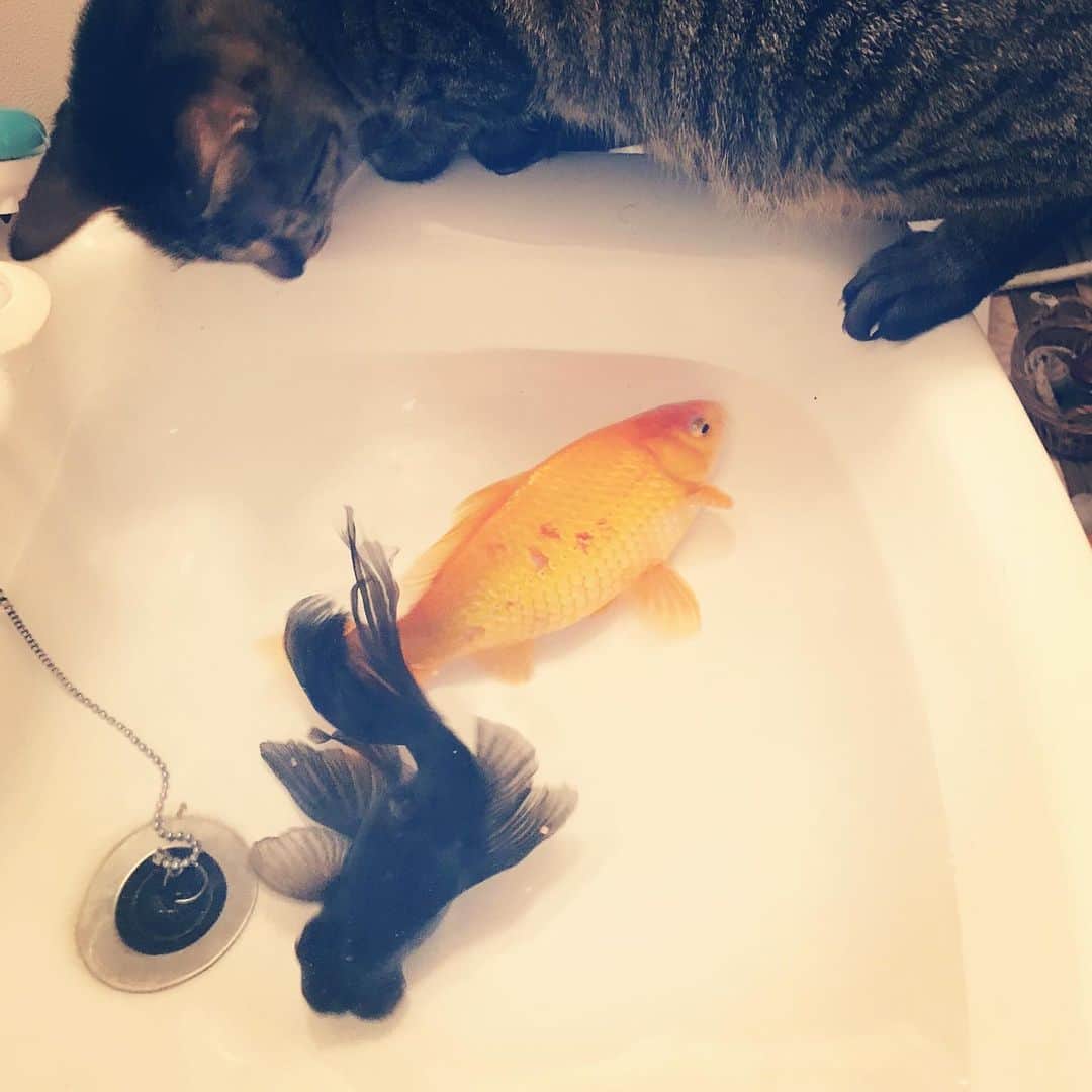 makicocomoのインスタグラム：「Drill likes to watch the fishes. ・ 引きこもり生活の始まりです。 午前中は勉強してボールを蹴りに、 午後からは自由時間で。  今日は金魚の水を替えました。 最近いたずらドリルは金魚がお気に入りで、水槽の上からチョイチョイしてしまいます。 赤い子の鱗が剥げてるのもそのせい。 エアポンプのホースも抜いてしまいます… 対策を考えねばっ！」
