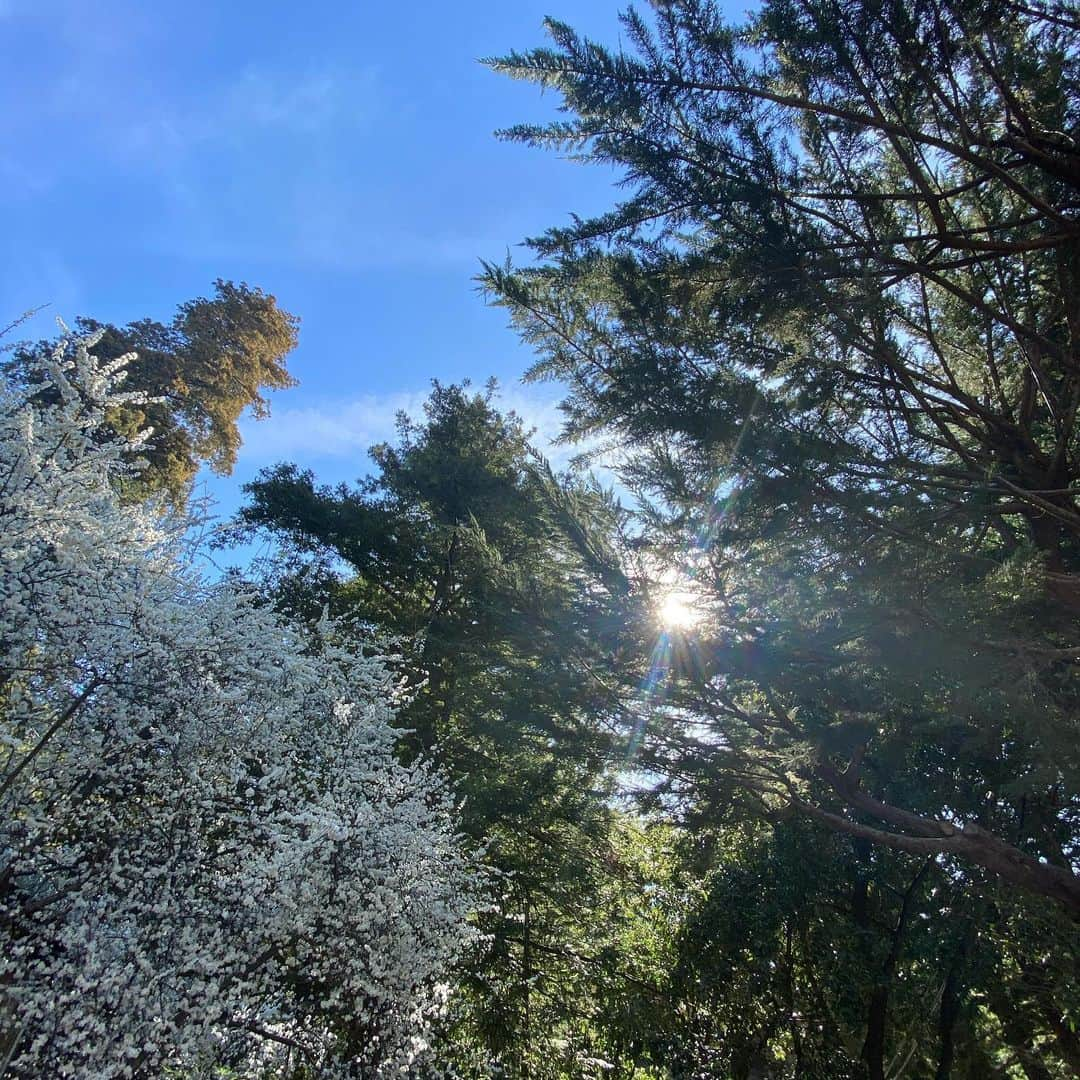 野村訓市さんのインスタグラム写真 - (野村訓市Instagram)「Big Sur🌹. Need to be in the woods, sometimes. ビッグサー」3月1日 0時23分 - kunichi_nomura