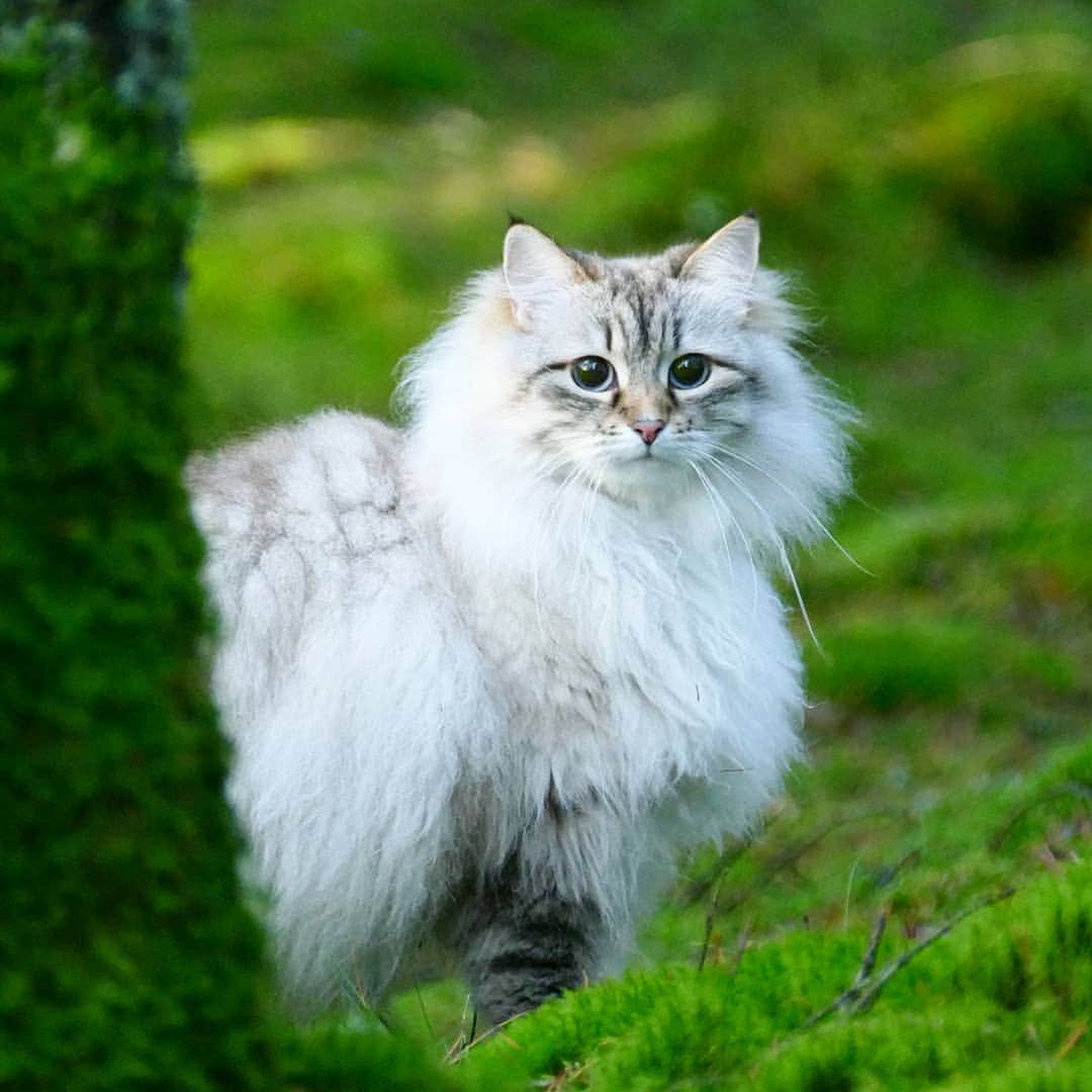 Floraのインスタグラム：「Hey you furriend, have a great caturday! 😻😺#cat#igcutest_animals #cat_features #cutepetclub #fluffypack #katt #bestmeow  #weeklyfluff #meow #AnimalAddicts #kittycat #cat #cats #kitten #kittens #kawaii #instacat #calico #neko #winter #snow #2019 #sibiriskkatt #siberiancat」