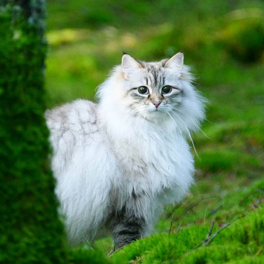 のインスタグラム：「Hey you furriend, have a great caturday! 😻😺#cat#igcutest_animals #cat_features #cutepetclub #fluffypack #katt #bestmeow  #weeklyfluff #meow #AnimalAddicts #kittycat #cat #cats #kitten #kittens #kawaii #instacat #calico #neko #winter #snow #2019 #sibiriskkatt #siberiancat」