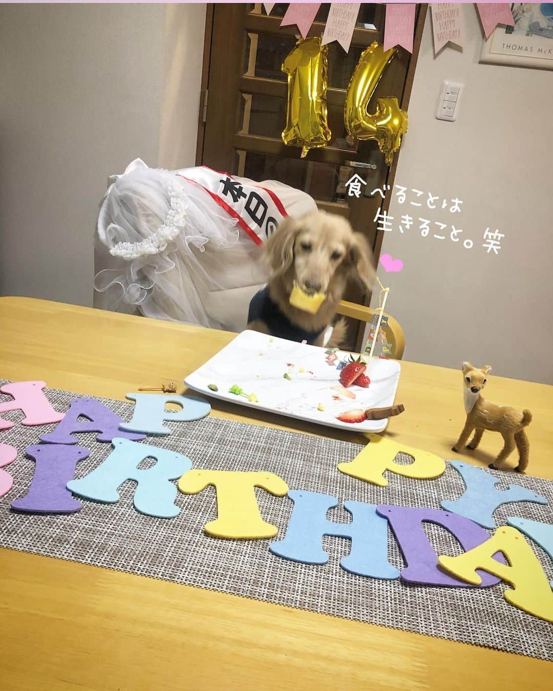 チズさんのインスタグラム写真 - (チズInstagram)「めでたく14歳になりましたぁ🐶🌷 エンジョイ！シニアライフ🌱  長生きしてねぇ✨ たくさん思い出作ろぉ〜😙❤️ えいえいおー✊ #お誕生日おめでとう 👏 #本日の主役 (*ﾟ▽ﾟ)ﾉ #２月２３日生まれ  #富士山の日 🗻 #14歳犬  #happybirthday 🎂 #🎁#🐶#🎉#㊗️ #Mダックス#ダックス#ミニチュアダックス #親父犬#シニア犬#ミニチュアダックスフンド #ミニチュアダックスクリーム#短足部 #短足犬#カニンヘンダックス #ダックス14歳#カニンヘンダックスフンド#犬は家族#犬のいる生活#インスタでわんこみるのが日課 ♡♡」2月29日 15時51分 - sqi.chizu