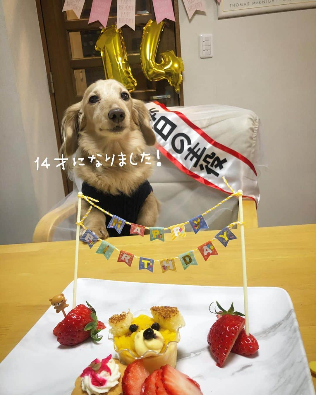 チズさんのインスタグラム写真 - (チズInstagram)「めでたく14歳になりましたぁ🐶🌷 エンジョイ！シニアライフ🌱  長生きしてねぇ✨ たくさん思い出作ろぉ〜😙❤️ えいえいおー✊ #お誕生日おめでとう 👏 #本日の主役 (*ﾟ▽ﾟ)ﾉ #２月２３日生まれ  #富士山の日 🗻 #14歳犬  #happybirthday 🎂 #🎁#🐶#🎉#㊗️ #Mダックス#ダックス#ミニチュアダックス #親父犬#シニア犬#ミニチュアダックスフンド #ミニチュアダックスクリーム#短足部 #短足犬#カニンヘンダックス #ダックス14歳#カニンヘンダックスフンド#犬は家族#犬のいる生活#インスタでわんこみるのが日課 ♡♡」2月29日 15時51分 - sqi.chizu