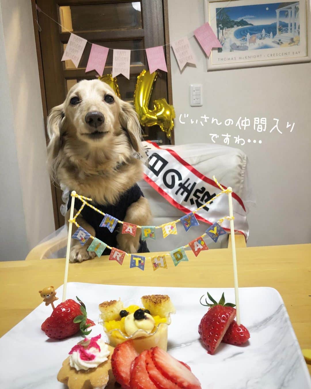 チズさんのインスタグラム写真 - (チズInstagram)「めでたく14歳になりましたぁ🐶🌷 エンジョイ！シニアライフ🌱  長生きしてねぇ✨ たくさん思い出作ろぉ〜😙❤️ えいえいおー✊ #お誕生日おめでとう 👏 #本日の主役 (*ﾟ▽ﾟ)ﾉ #２月２３日生まれ  #富士山の日 🗻 #14歳犬  #happybirthday 🎂 #🎁#🐶#🎉#㊗️ #Mダックス#ダックス#ミニチュアダックス #親父犬#シニア犬#ミニチュアダックスフンド #ミニチュアダックスクリーム#短足部 #短足犬#カニンヘンダックス #ダックス14歳#カニンヘンダックスフンド#犬は家族#犬のいる生活#インスタでわんこみるのが日課 ♡♡」2月29日 15時51分 - sqi.chizu