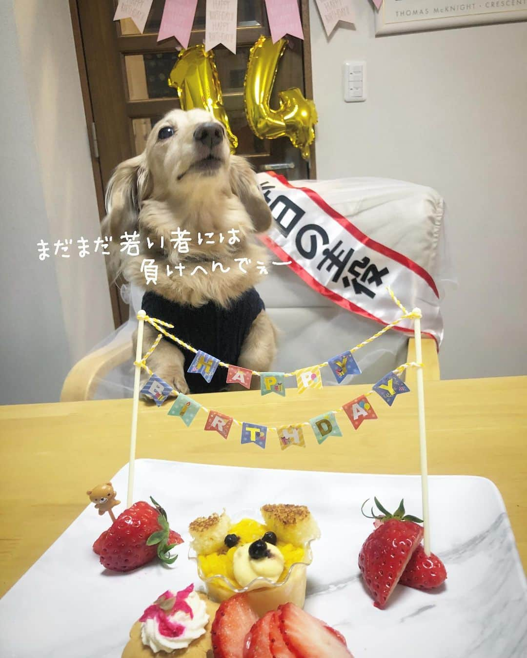 チズさんのインスタグラム写真 - (チズInstagram)「めでたく14歳になりましたぁ🐶🌷 エンジョイ！シニアライフ🌱  長生きしてねぇ✨ たくさん思い出作ろぉ〜😙❤️ えいえいおー✊ #お誕生日おめでとう 👏 #本日の主役 (*ﾟ▽ﾟ)ﾉ #２月２３日生まれ  #富士山の日 🗻 #14歳犬  #happybirthday 🎂 #🎁#🐶#🎉#㊗️ #Mダックス#ダックス#ミニチュアダックス #親父犬#シニア犬#ミニチュアダックスフンド #ミニチュアダックスクリーム#短足部 #短足犬#カニンヘンダックス #ダックス14歳#カニンヘンダックスフンド#犬は家族#犬のいる生活#インスタでわんこみるのが日課 ♡♡」2月29日 15時51分 - sqi.chizu