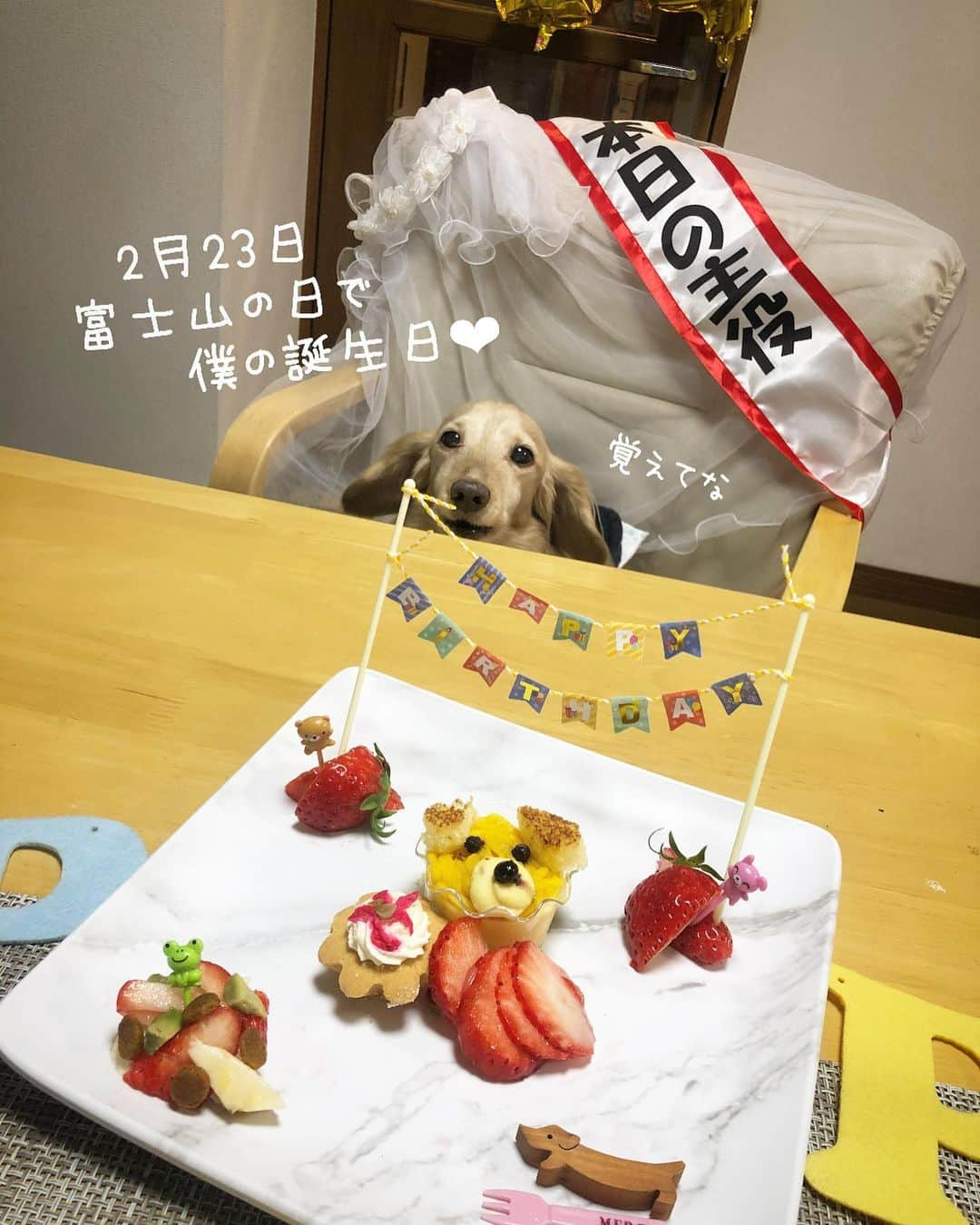 チズさんのインスタグラム写真 - (チズInstagram)「めでたく14歳になりましたぁ🐶🌷 エンジョイ！シニアライフ🌱  長生きしてねぇ✨ たくさん思い出作ろぉ〜😙❤️ えいえいおー✊ #お誕生日おめでとう 👏 #本日の主役 (*ﾟ▽ﾟ)ﾉ #２月２３日生まれ  #富士山の日 🗻 #14歳犬  #happybirthday 🎂 #🎁#🐶#🎉#㊗️ #Mダックス#ダックス#ミニチュアダックス #親父犬#シニア犬#ミニチュアダックスフンド #ミニチュアダックスクリーム#短足部 #短足犬#カニンヘンダックス #ダックス14歳#カニンヘンダックスフンド#犬は家族#犬のいる生活#インスタでわんこみるのが日課 ♡♡」2月29日 15時51分 - sqi.chizu