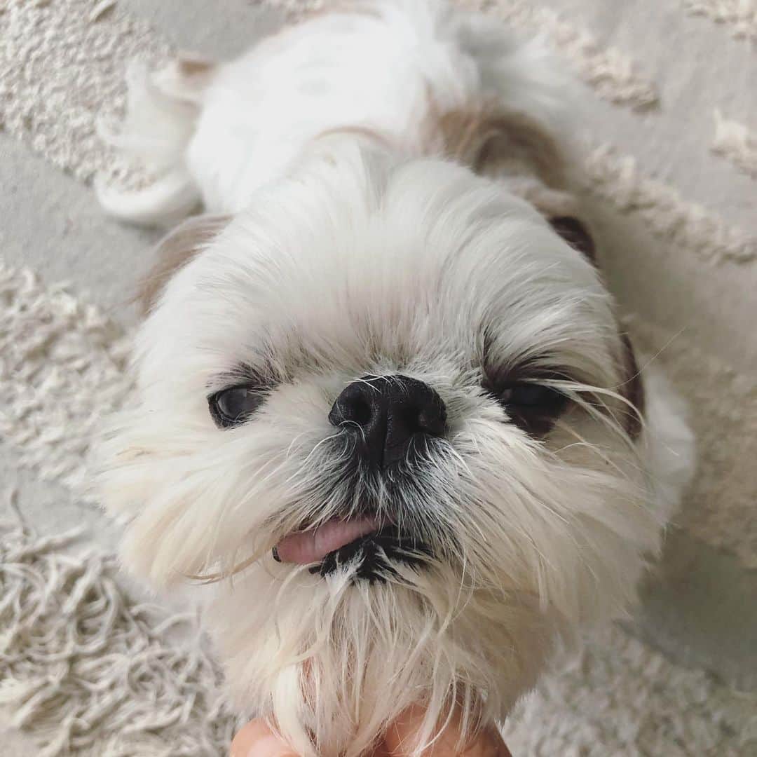 いりこのインスタグラム：「あごの下撫でてたらまるでひげじいさん。かわいい。」
