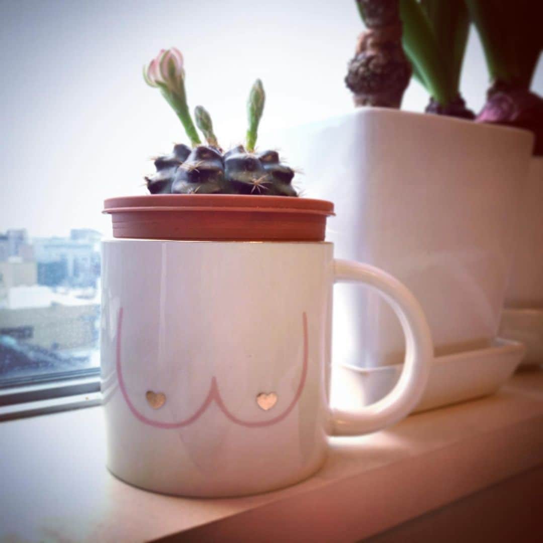 松下萌子のインスタグラム：「新入り🌵 おっぱいmug cupは、#チューリッヒ　で購入したもの💕 お花咲くの楽しみだな #サボテンのある暮らし」