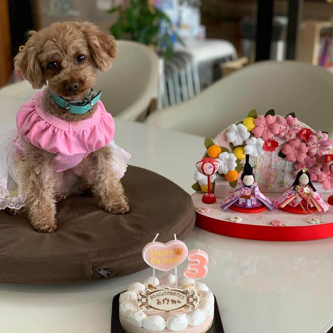 佐伯三貴のインスタグラム：「あずきちゃん🐶❤️ 3歳おめでとう🥰 これからも周りの人を癒して幸せにしてください❤️🎂」