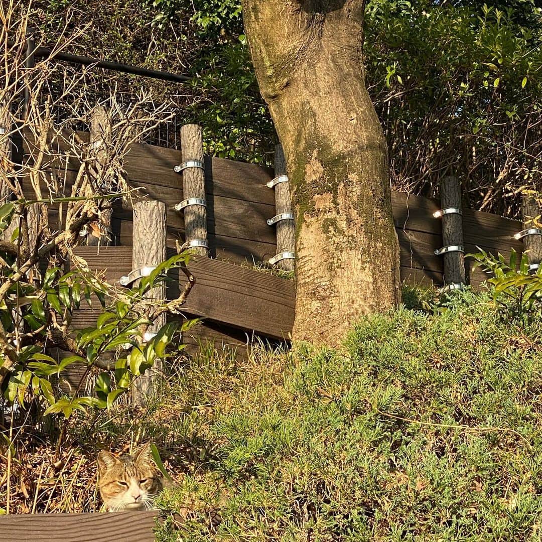 サイモンとマルティナのインスタグラム：「There is a hidden cat in this photo 🧐」