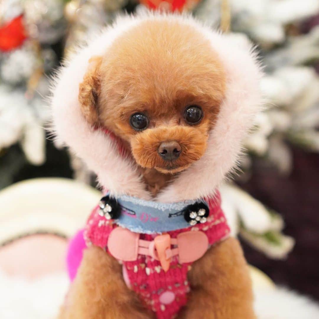 ? Tia ?さんのインスタグラム写真 - (? Tia ?Instagram)「trimming photo🐻♥️ 完璧🥺❣️ … … #toypoodle #teacuppoodle #doglovers #トイプードル #cute #petsagram #dogsofinstagram #cutepoodle #teddybear #ふわもこ部  #dogphoto #poodlelove #トイプー #トリミング #トリミングサロン #trimming #puppilyhills #trimmingsalon #poodlestagram #cutedog #poodlehair #instadog #followme #ふわふわ #cutiesofinstagram #パピリーヒルズ #dogsalon #かわいい #cutepetclub #cutiepie」2月29日 18時45分 - tia1101