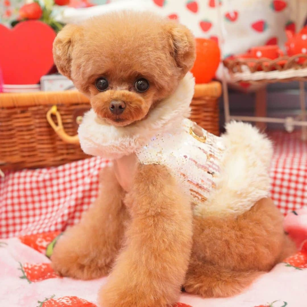 ? Tia ?さんのインスタグラム写真 - (? Tia ?Instagram)「trimming photo🐻♥️ 完璧🥺❣️ … … #toypoodle #teacuppoodle #doglovers #トイプードル #cute #petsagram #dogsofinstagram #cutepoodle #teddybear #ふわもこ部  #dogphoto #poodlelove #トイプー #トリミング #トリミングサロン #trimming #puppilyhills #trimmingsalon #poodlestagram #cutedog #poodlehair #instadog #followme #ふわふわ #cutiesofinstagram #パピリーヒルズ #dogsalon #かわいい #cutepetclub #cutiepie」2月29日 18時45分 - tia1101