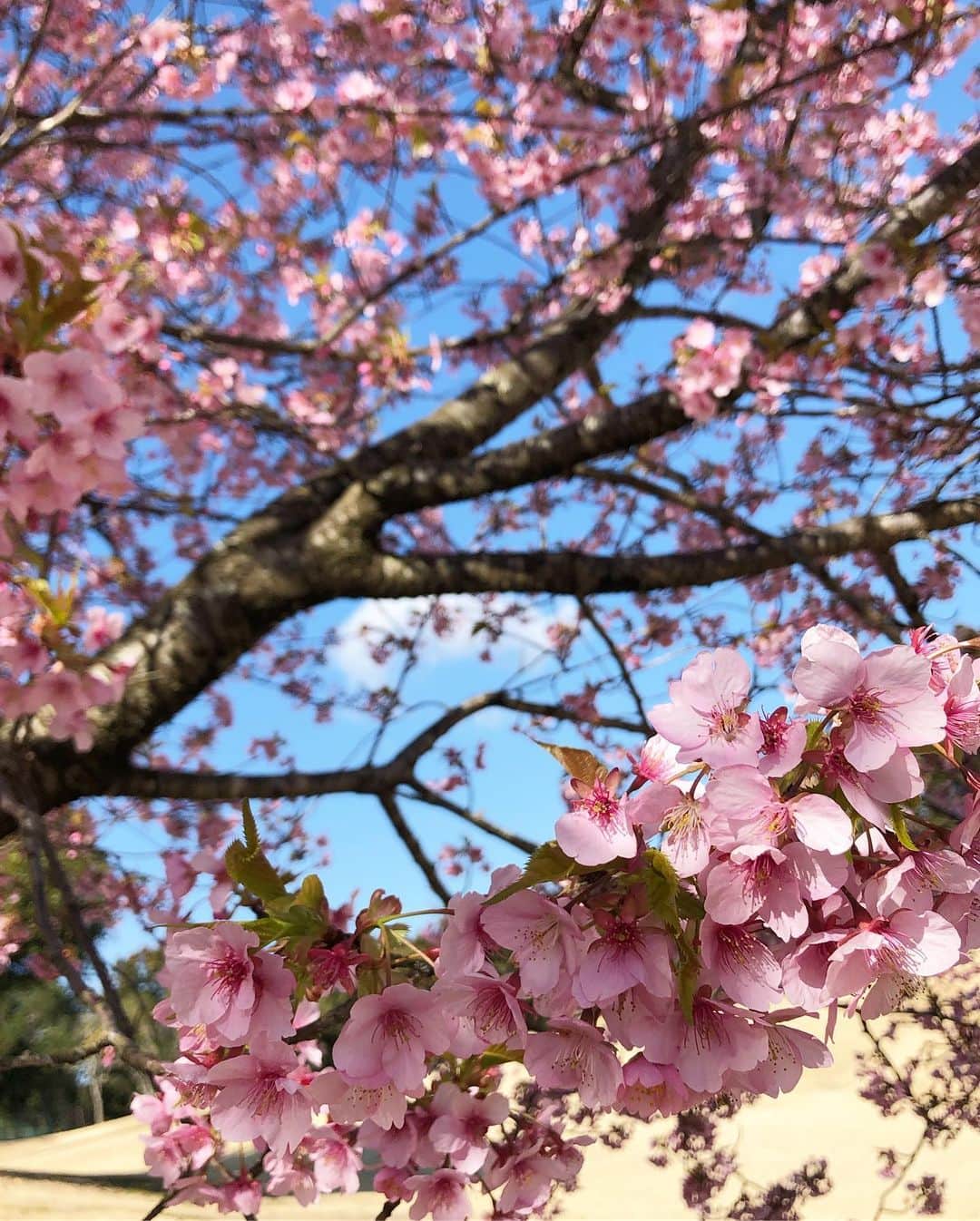 にゃんさんゴルフさんのインスタグラム写真 - (にゃんさんゴルフInstagram)「. . ゴルフ🌸 #河津桜 キレイにさいてました🌸 . . ちょーーロングパットが入ってはっぴー❤️😻 PARだったよ🙆‍♀️ . #ゴルフ#木更津#木更津ゴルフクラブ#袖ヶ浦#ちば #冬ゴルフウェア#ゴルフ女子 #golfgirl#championgolf#bridgestonegolf#bridgestone#ladiesgolf#golfhotties#golfbabes #golflife #golfstagram #japanesegirl #lovegolf  #golfer #instagolf #lemon#スポーツ女子 #골프 #모델 #한국#高尔夫球」2月29日 18時48分 - miiiii0228