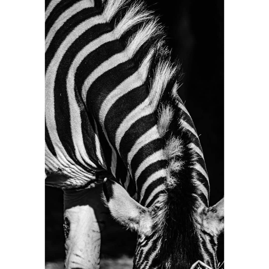 青木カズローさんのインスタグラム写真 - (青木カズローInstagram)「Zebra ﻿ #王子動物園 #動物写真 #動物 #ワニ #animal #animalphoto #zoophoto #zoo #zebra #神戸 #写殺」2月29日 19時11分 - cazrowaoki