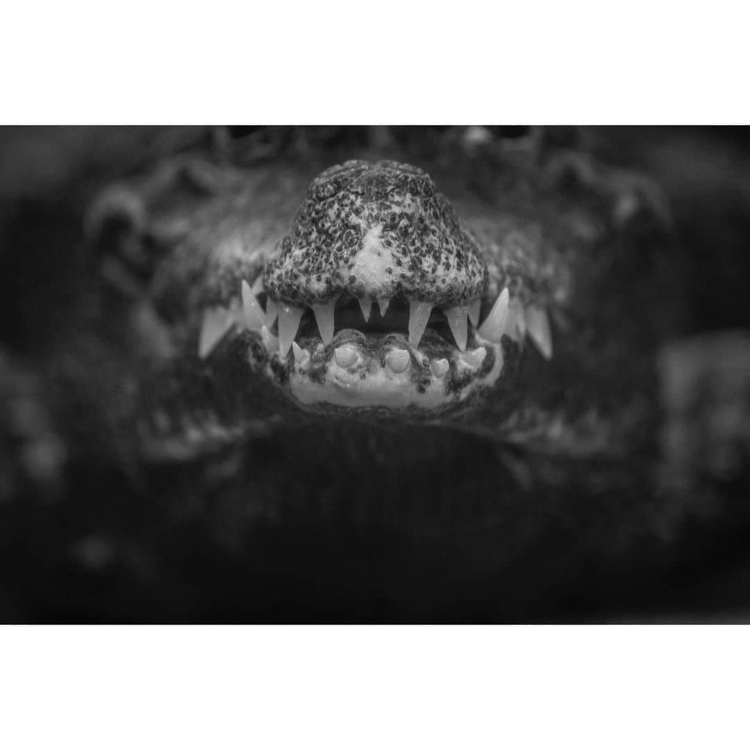 青木カズローさんのインスタグラム写真 - (青木カズローInstagram)「Crocodile ﻿ #王子動物園 #動物写真 #動物 #ワニ #animal #animalphoto #zoophoto #zoo #crocodile #神戸 #写殺」2月29日 19時09分 - cazrowaoki