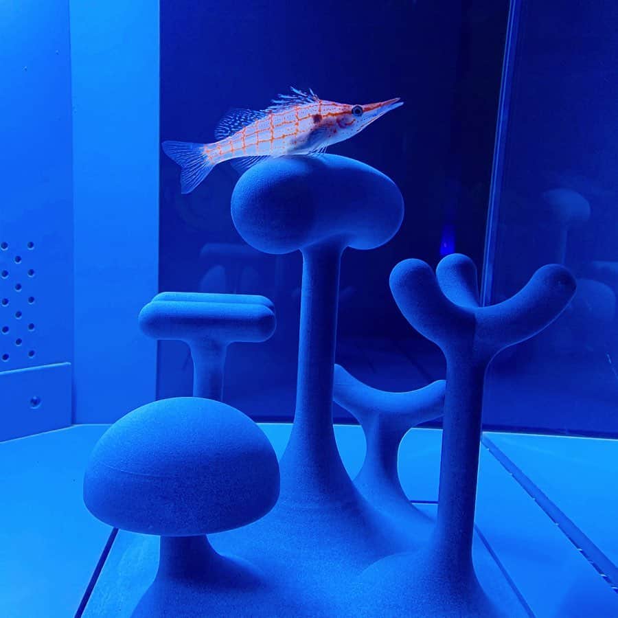 小出由華のインスタグラム：「幻想的✨ ＊ ＊ #水族館#クダゴンベ #えびのマンション#akvarium #fisk#kunst#japan#aquarium#oxycirrhitestypus」
