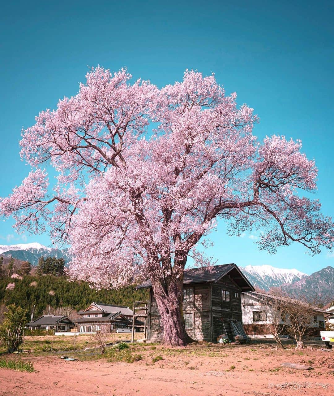 masayaさんのインスタグラム写真 - (masayaInstagram)「The single cherry tree blooming in a private house. Yamanashi Prefecture April 2019 再現像」2月29日 20時00分 - moonlightice