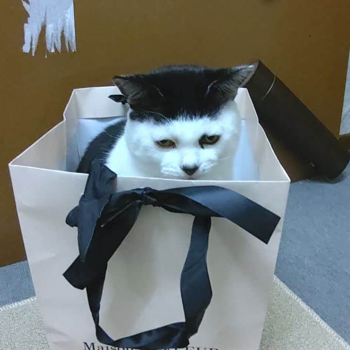 アトムとノエルのインスタグラム：「紙袋と戯れるアトム師匠。。 #ねこ#猫#猫部#cat#pet」