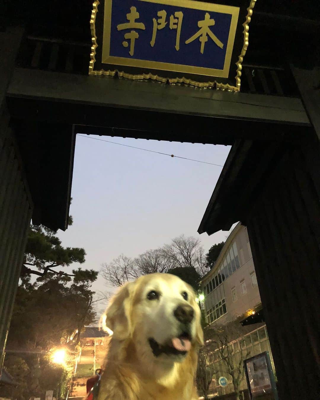 高橋ひとみさんのインスタグラム写真 - (高橋ひとみInstagram)「夕方は池上本門寺をお散歩しました。 以前、取材させていただいた 老舗のお煎餅屋さんで一休み❗️」2月29日 20時12分 - hitomi_momoe