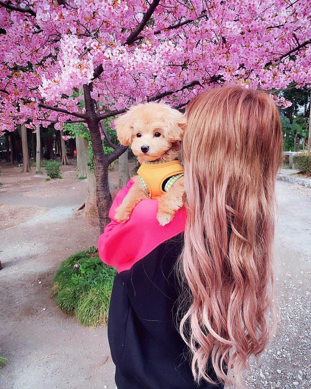 アンジェリカのインスタグラム：「🌸⸜❤︎⸝‍ . ラルちゃん連れていつも行かない方の公園行ってきた !!!😚さくら可愛い〜(笑)(笑)  まじで最近ラルちゃん♂お留守番させるの無理になってきた(笑)どこにでも連れていきたい🙄🤍 . 🌸⸜❤︎⸝‍ #愛犬 #ラルグラム#桜 #公園 #エクステ #スーパーロングヘア」
