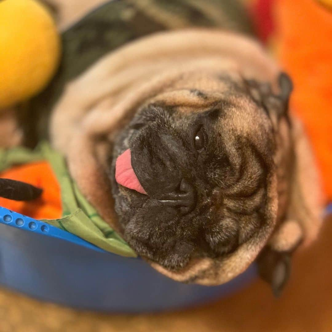 gontaさんのインスタグラム写真 - (gontaInstagram)「Gonta is not a coronavirus.😷👌#keelyafternoontea #Gonta2#speakpug #smilingpugs #pugjapn #pug #love #pugsofinstagram #zerozeropug #pugshit #worldofpug」2月29日 20時44分 - gehhah