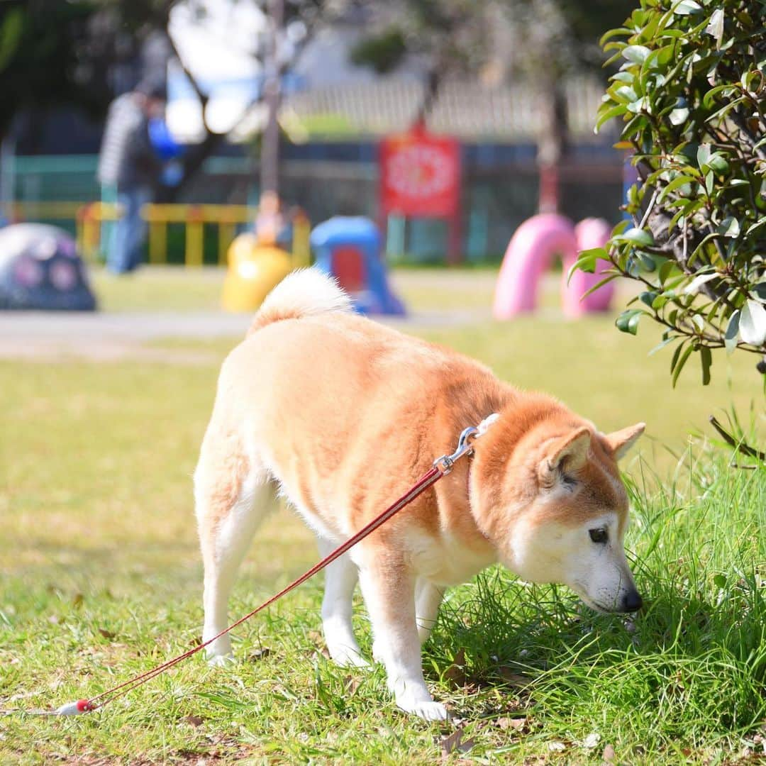 meekooさんのインスタグラム写真 - (meekooInstagram)「公園さんぽは心が静まるね😊」2月29日 20時56分 - meekoo