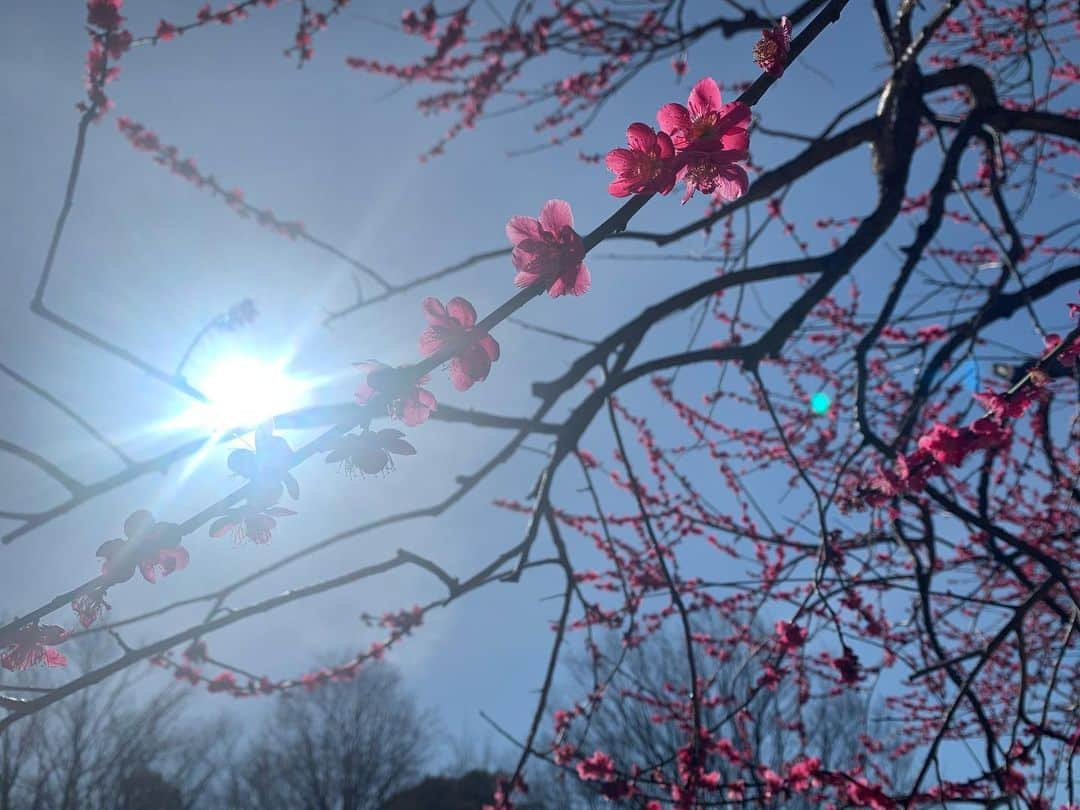 坂本美雨さんのインスタグラム写真 - (坂本美雨Instagram)「下校する小学生たちが大荷物を抱えて歩いていた。卒業生たちは急なお別れに涙しただろうな…先生も、親たちも。  唐突な宣言に、即座に、虐待が起きている家庭や貧困家庭のことを考え、不安に駆られてしまいました。  学校での他者との関わりがなければその家庭は孤立しやすく、虐待の事実も気付かれにくいです。  愛に溢れた親でさえ 四六時中子どもといたら追い詰められてしまうことがあるのに、日頃虐待（暴力だけじゃない、日本での虐待はネグレクトが多い）がある場合はどうなってしまうんだろう。  これはわたしたちが怯えているウイルスとはまた別の、小さな命を脅かしてしまう要素な気がしています。また、一日の食事を給食に頼っている子どもたちもたくさんいます。  わたしたちは、冷静に、 思いやりのアンテナを張っていないといけない。  どんどん、おせっかいをしよう。 上手におせっかいをするにはスキルが必要。 だけど、勇気を出してやっていくうちにどんどん上手になれる。  虐待に気付けるのは、物理的に近くにいる人です。 本当に苦しんでいる人は、 助けを呼ぶ術を持っていないことが多いから。  つらそうかも、困ってるかも、と思ったら話しかけよう。 何か違和感を感じたら、手を伸ばそう。 たとえ“うざい”と思われても やらないよりもやったほうが、きっといい。 そうして他者への反射神経を磨いていきたい。  今こそ、自分を、社会を、 アップデートできるチャンスだと感じてます。 . #こどものいのちはこどものもの #もしかしてと思ったら189」2月29日 21時00分 - miu_sakamoto