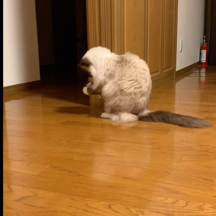 takegaeruのインスタグラム：「ハンター ランちゃんマン #cat #猫 #ragdoll #ラグドール #ホワイトポッチーズ」