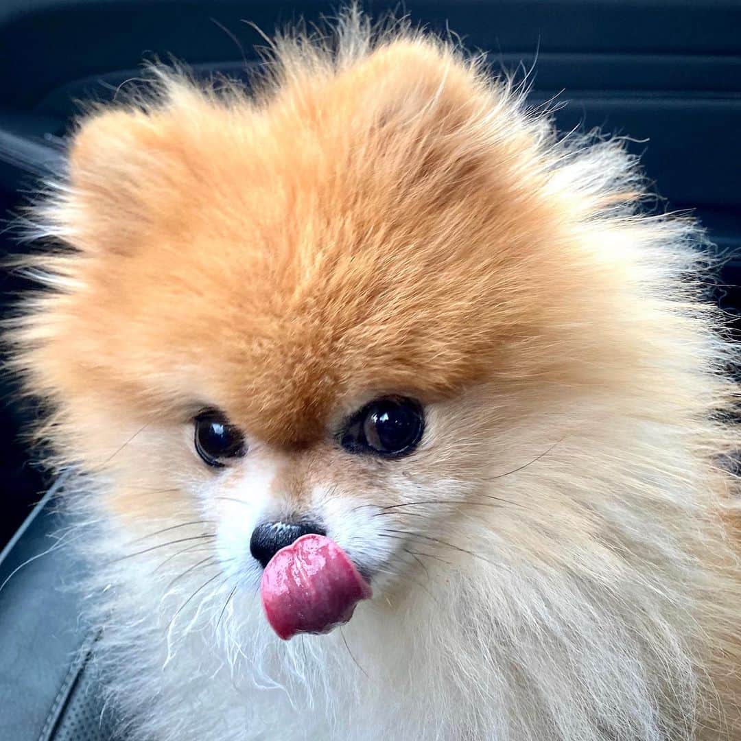 Monique&Gingerさんのインスタグラム写真 - (Monique&GingerInstagram)「Got that Saturday morning lip smacking good @starbucks puppuccino look going on😜☕️Hope everyone has an awesome weekend!🤗」2月29日 21時30分 - monique_ginger
